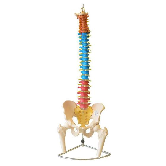 Imagem de Coluna Vertebral Flexível Colorida Em Tamanho Natural