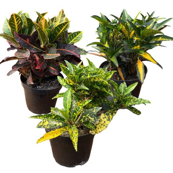 Imagem de Combo 3 Croton Variadas Top Plantas Naturais Jardim Casa Ap