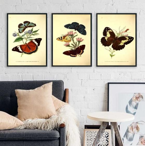 Imagem de Composição 3 Quadros Borboletas Vintage 45X34Cm - Com Vidro