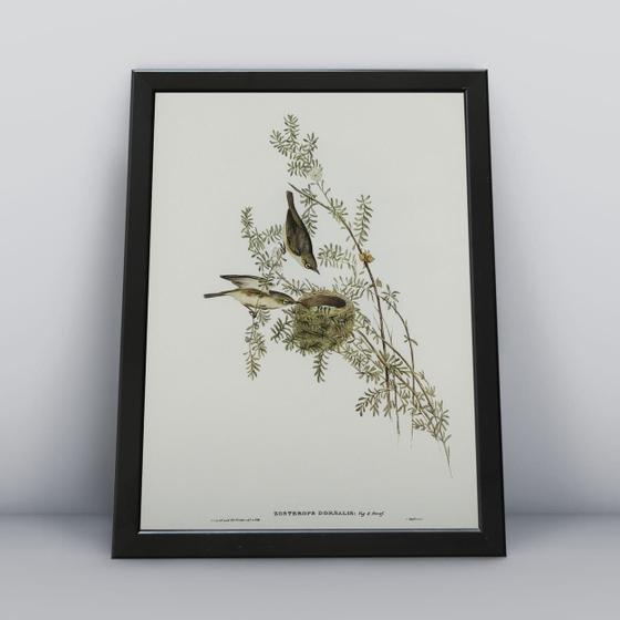 Imagem de Conjunto 3 Quadros Passaros Animais Molduras 30x40cm