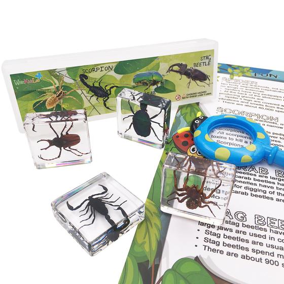Imagem de Conjunto STEM WhizKidsLab 4 Real Bugs - Insetos e Aracnídeos com Lupa
