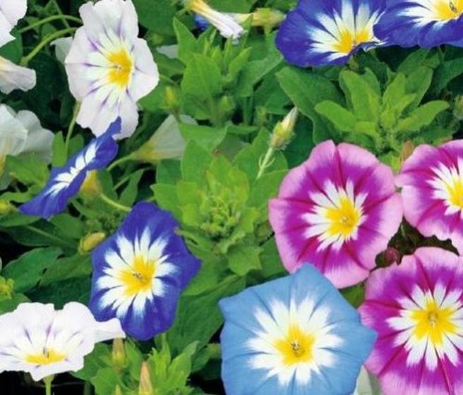 Imagem de Convolvulus  Tricolor Bela Manhã - 300mg de Sementes