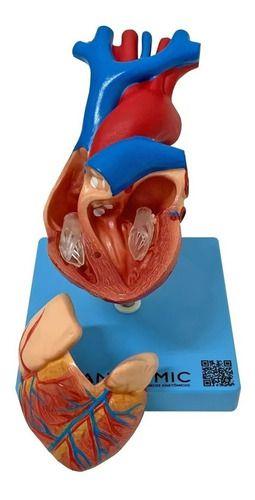 Imagem de Coração Tamanho Real 2 Partes Estudo Anatomia Valvular Veias