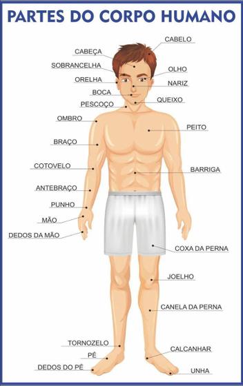 Corpo Humano Anatomia Escolar Painel Lona - Loja Amoadesivos - Material ...
