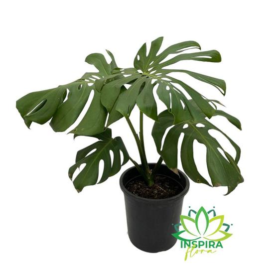 Imagem de Costela de Adão Adulta - Pote 23 Grande Planta Muda Costera Monstera Decoração