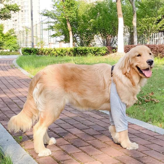 Imagem de Cotoveleira Protetora Para Cães Pet - Higroma, Calos, Escara de Decúbito