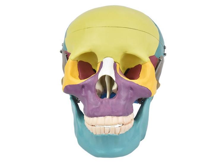Imagem de Crânio Humano Colorido c/ Mandíbula Móvel e Dentes Extraíveis em 6 Partes
