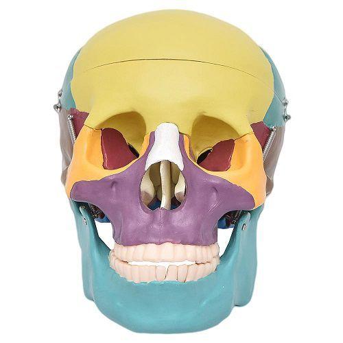 Imagem de Crânio Humano Colorido em 3 Partes, Anatomia