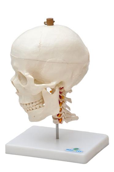 Imagem de Crânio Humano Mandíbula Móvel e Coluna Cervical