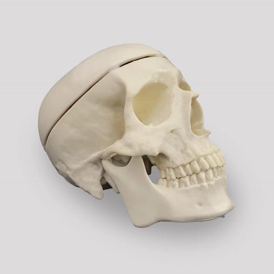 Imagem de Crânio humano (réplica) para estudo e Decoração