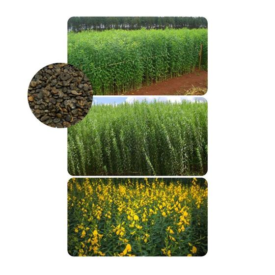 Imagem de Crotalaria Juncea Adubação Organica 10kg