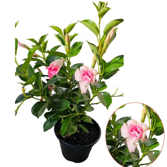 Imagem de Dipladenia Flor adulta exótica Decorativa Rosa