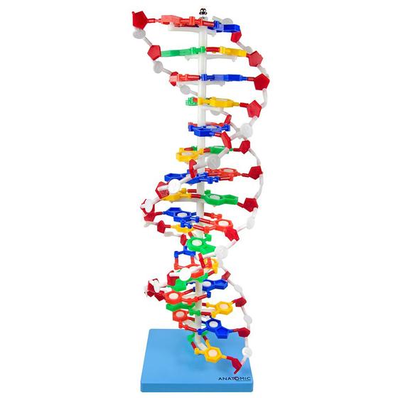 Imagem de Dupla hélice de dna com 60 cm , modelo anatômico