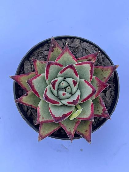 Imagem de Echeveria Agavoides Ebony Importada 9cm suculenta