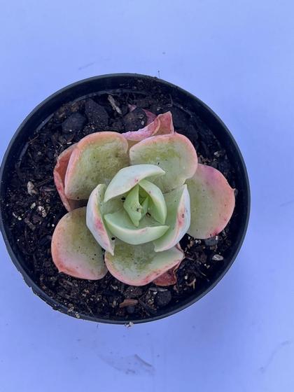 Imagem de Echeveria Peach Pride 7cm