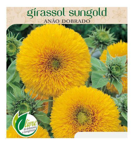 Envelope Sementes De Flor Girassol Anão Sungold Dobrado - semente de  girassol , semente de girasol - Sementes - Magazine Luiza