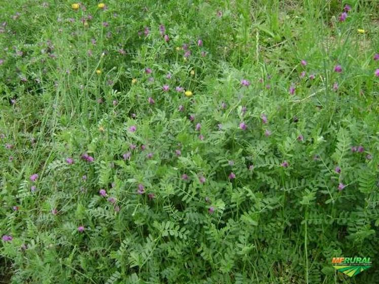 Imagem de Ervilhaça - 10kg de Sementes /Resistentes a Geadas