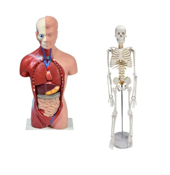 Imagem de Esqueleto 45 cm + torso humano de 28 cm 14 partes