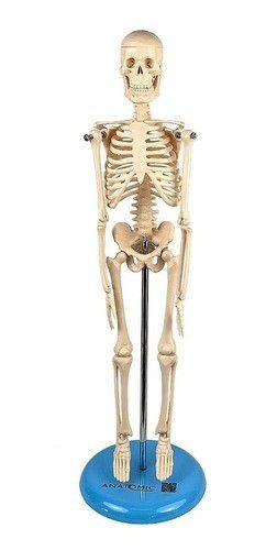 Imagem de Esqueleto Humano 45 cm Altura Articulado, Anatomia