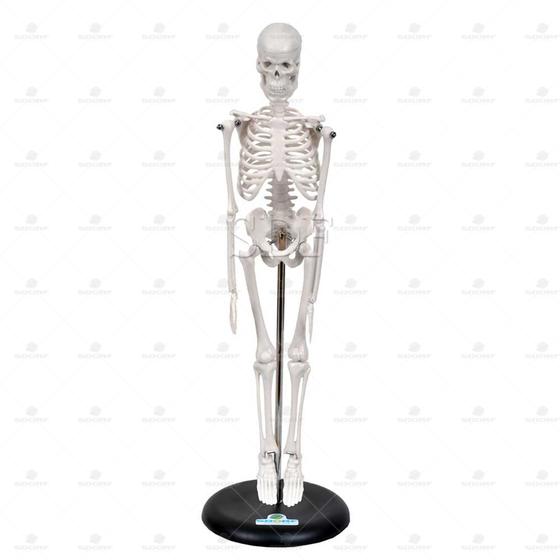 Imagem de Esqueleto humano 45 cm c/ base e suporte sd5002b