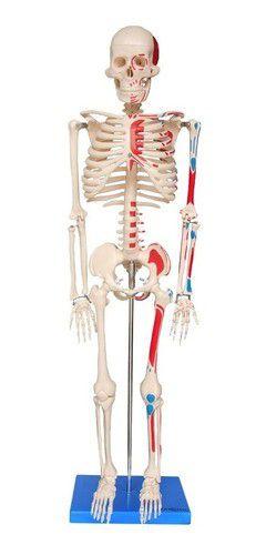 Imagem de Esqueleto Humano 85 cm Altura, Articulado com Inserções Musculares