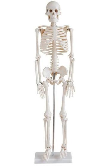 Imagem de Esqueleto Humano Articulado De 85 Cm De Altura Com Suporte