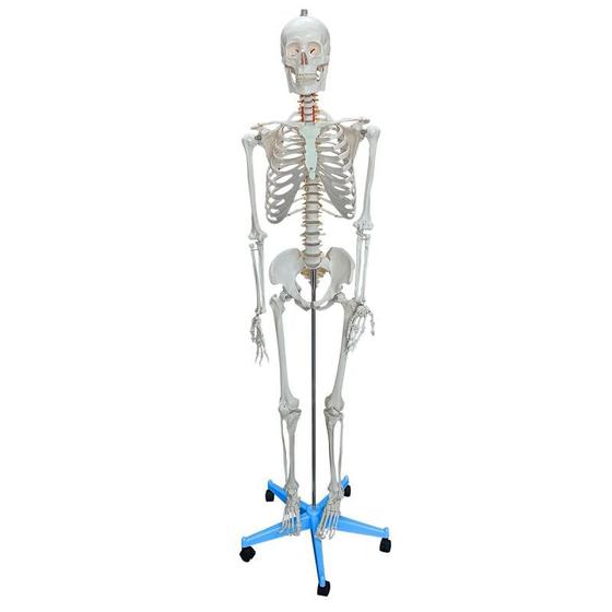 Imagem de Esqueleto humano de 1,70m de altura