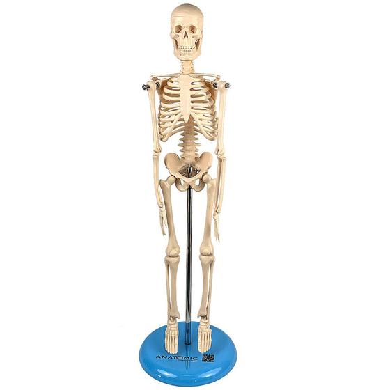 Imagem de Esqueleto Humano de 45 cm
