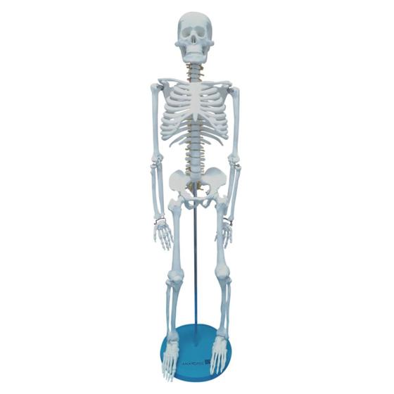 Imagem de Esqueleto Humano de 85 cm Articulado