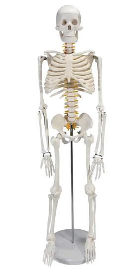 Imagem de Esqueleto Humano de 85 cm com Articulação