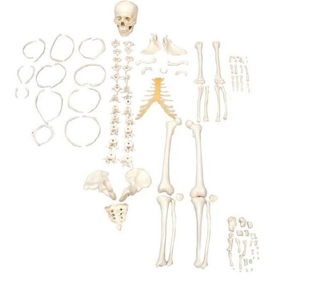 Imagem de Esqueleto Humano Desarticulado Tam. Natural,  Anatomia