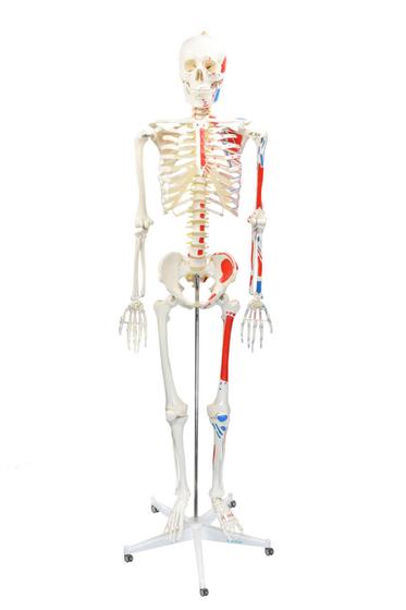 Imagem de Esqueleto humano padrão 1,70 cm c/ origens e inserções musculares e haste c/ suporte e rodas sd5001b