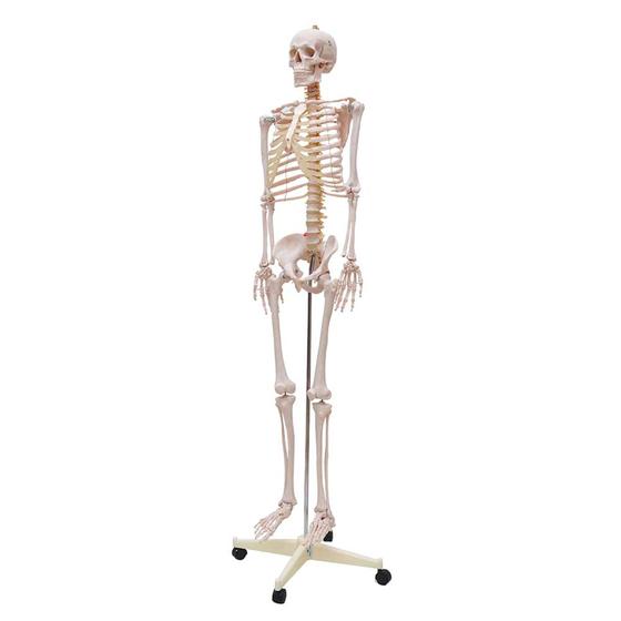 Imagem de Esqueleto humano padrão de 1,70 cm c/ suporte, haste e rodas sd-5000