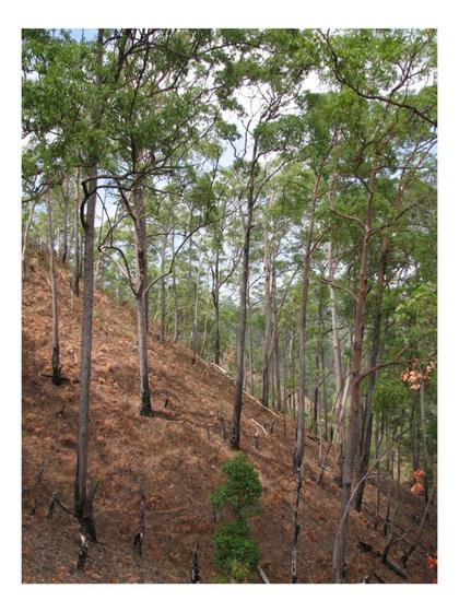 Imagem de Eucalipto Urophylla p/ Produção de Madeira 40g
