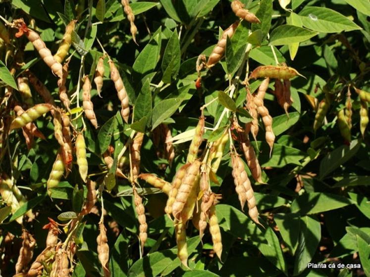 Imagem de Feijao Guandu Anão - 5kg De Sementes