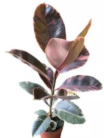 Imagem de Ficus elastica Ruby adulta de 70 a 90 cm