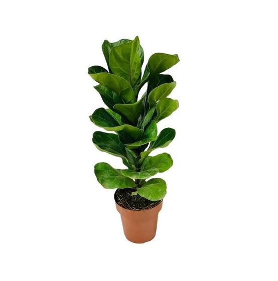 Imagem de Ficus Lyrata - 50 a 70cm