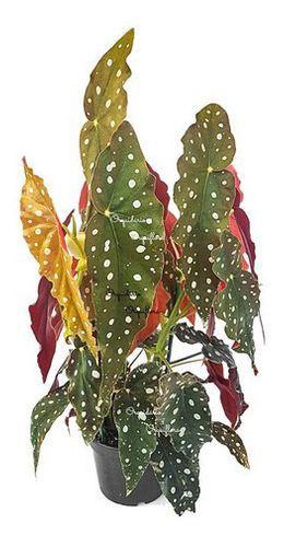 Imagem de Flor Begonia Maculata Planta Adulta Natural Exótica Rara Para Ambientes Jardins Decoração