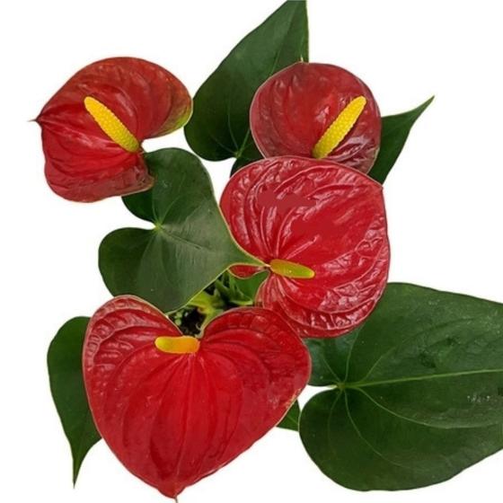 Imagem de Flor Muda Mini Antúrio Vermelho Planta Natural Adulta Com Vaso 9 Rara Exótica Natureza Ambientes Decoração