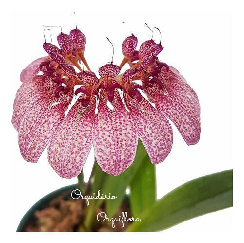 Imagem de Flor Orquídea Bulbophyllum Eberhardtii Planta Adulta Natural Exótica Rara Natureza Ambientes