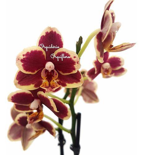 Imagem de Flor Orquídea Mini Phalaenopsis Exótica Planta Adulta N73 Decoração Natural Ambientes Jardins Beleza