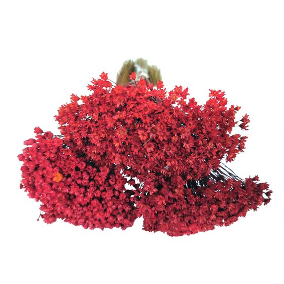 Flor sempre viva especial artificial - vermelha - 3 maços - LILY - Flores  Artificiais - Magazine Luiza