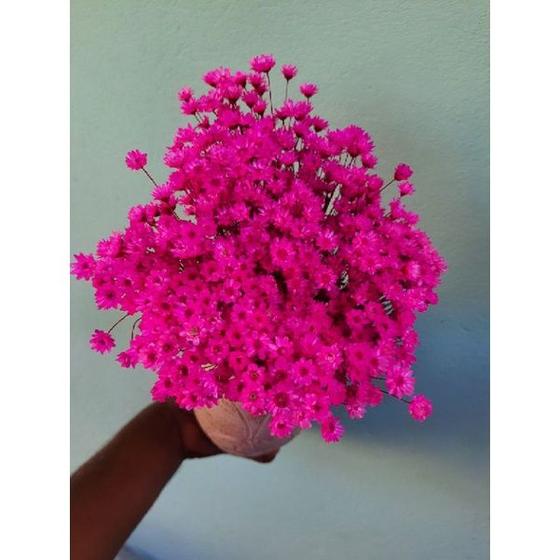 Imagem de Flor sempre viva na cor Rosa pink (rosa forte) , kit com 200 flores desidratadas