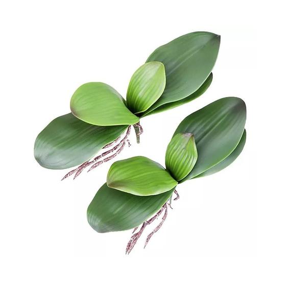 Imagem de Folhas de Orquídea com raízes para Decoração