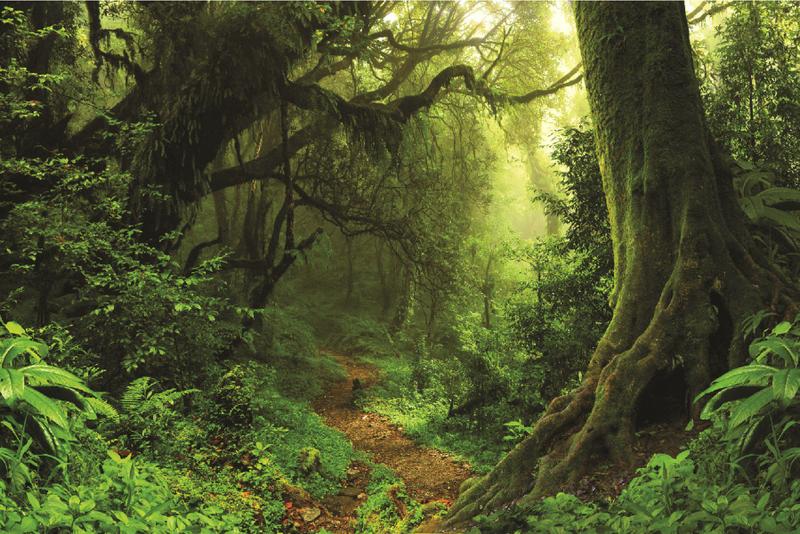 Imagem de Fundo Fotográfico Em Tecido Floresta Verde 2,20X1,50.