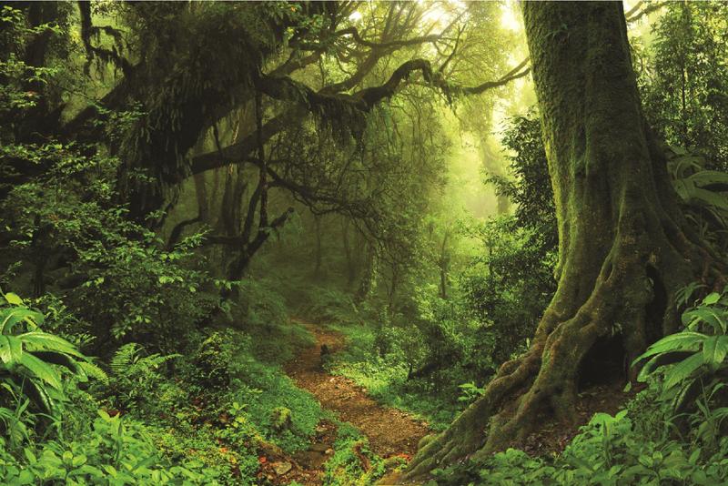 Imagem de Fundo Fotográfico Em Tecido Floresta Verde 2,80X1,50.