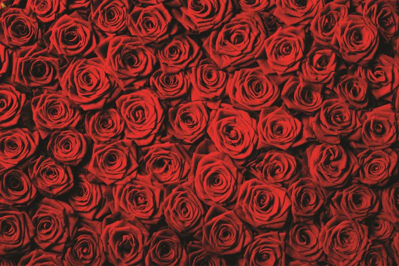 Imagem de Fundo Fotográfico Em Tecido Rosas Vermelhas 2,60X1,50.