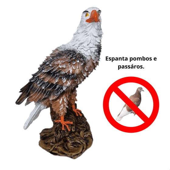 Imagem de Gavião espanta pombo resina