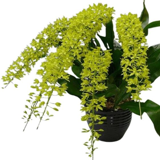 Imagem de Grammathophyllum scriptum var. citrinum