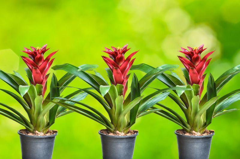 Guzmania Red (Bromélia) - Orquidário - Flor e Planta Artificial - Magazine  Luiza